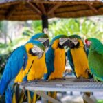 Unveiling the Mystery Behind ‘Parrot Fever’: Causes, Symptoms, and Treatment